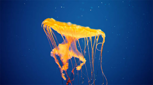 米乐:“粤芯一号”清远麻鸡50K 靶向捕获育种芯片研发成功 米乐:“粤芯一号”清远麻鸡50K 靶向捕获育种芯片研发成功